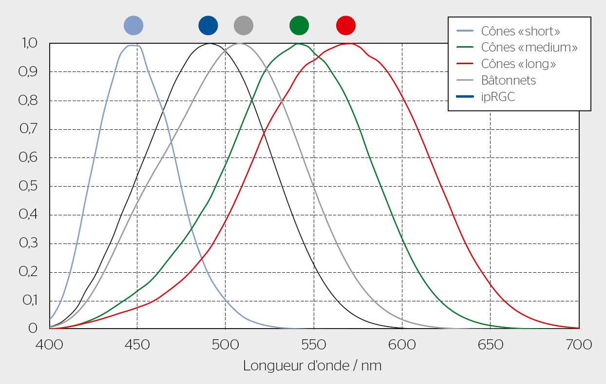 <strong>Figure 1</strong> Spectres d’action actiniques des cinq photorécepteurs différents de l’œil humain. Les cellules ganglionnaires photosensibles (ipRGC) possèdent un maximum de sensibilité dans la zone bleu cyan.