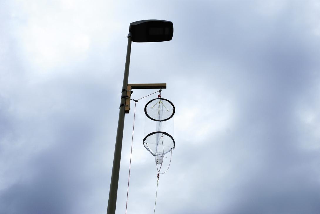 Nachtschwärmer mögen es schummrig